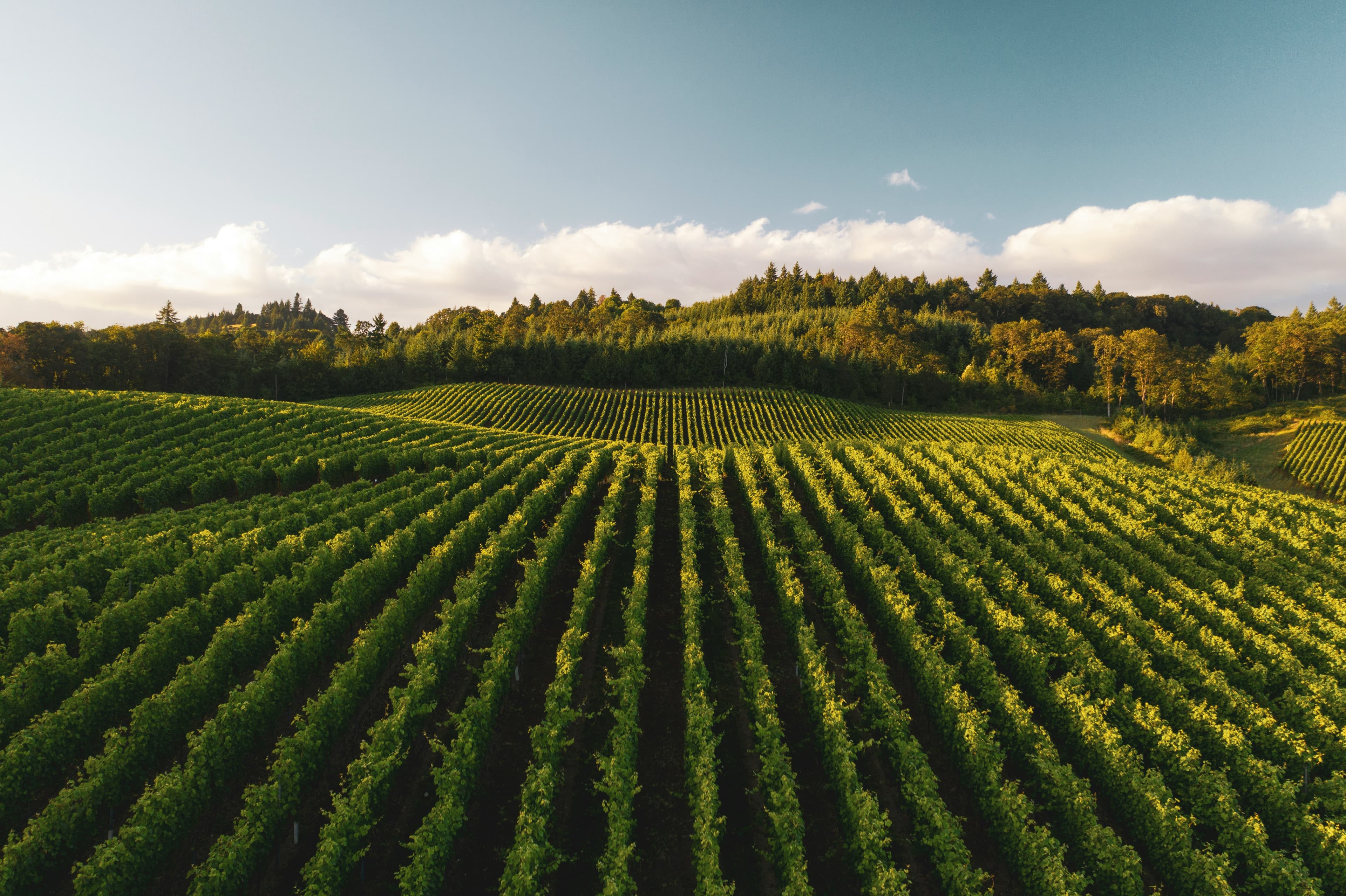 Aurexa farms and sourcing